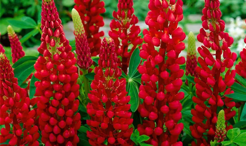 Lupinus polyphyllus 'My Castle'