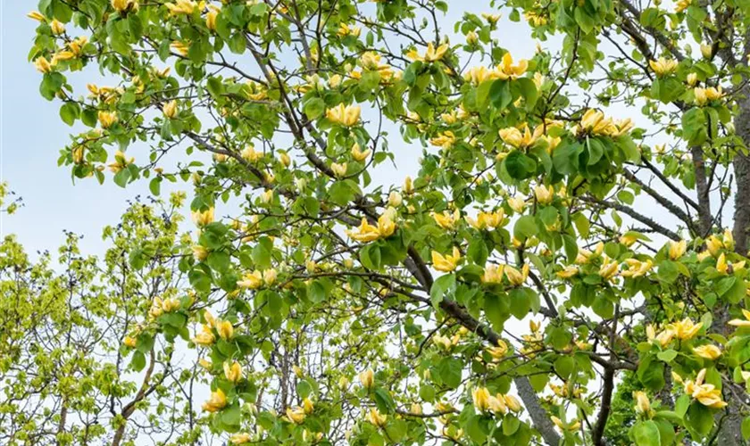 Magnolia 'Golden Gift'