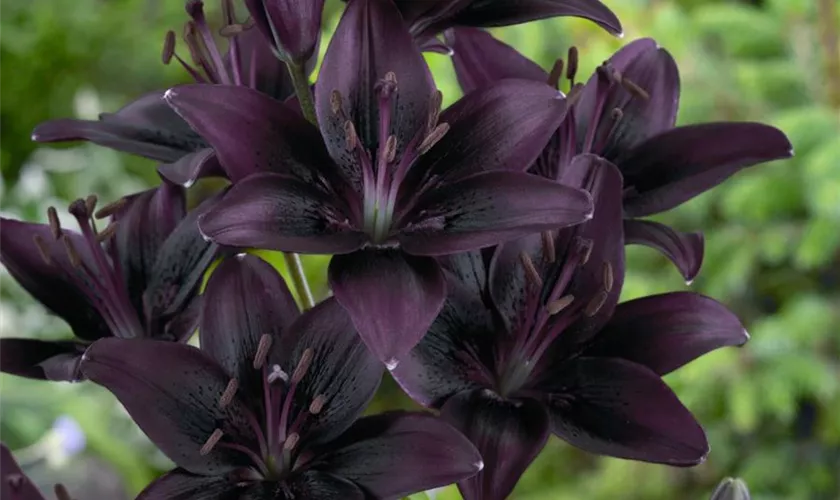 Lilium 'Nightrider'