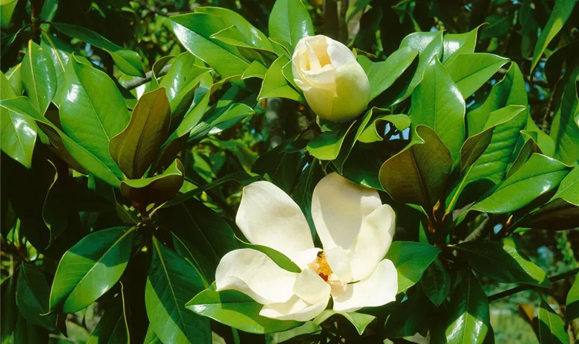 Magnolia grandiflora