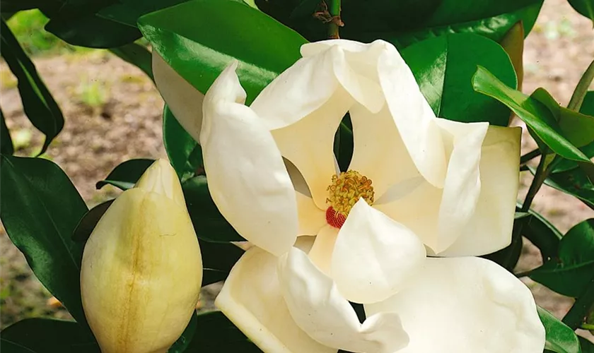 Immergrüne Magnolie 'Le Nantais'