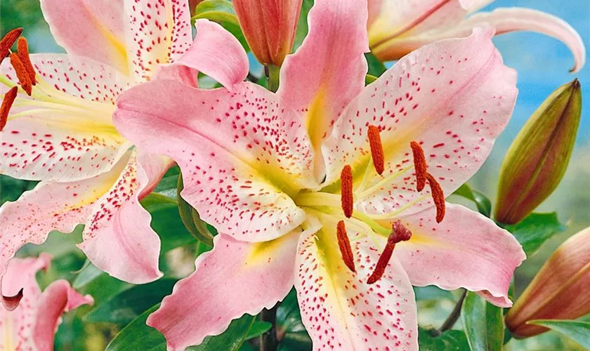 Lilium 'Le Reve'