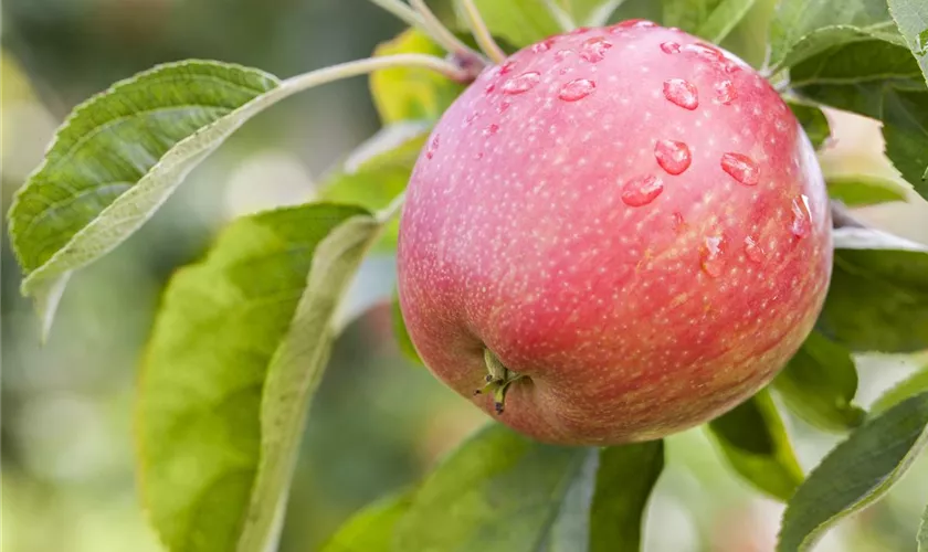 Malus domestica 'Rheinische Schafsnase'