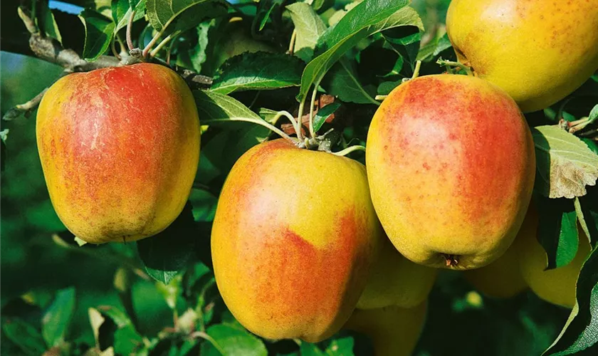 Apfel 'Groninger Kroon'