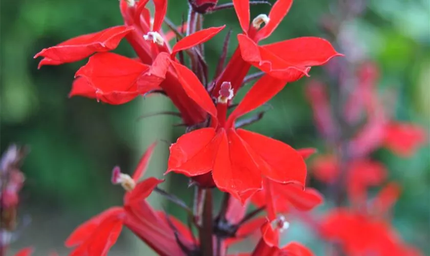 Lobelia cardinalis