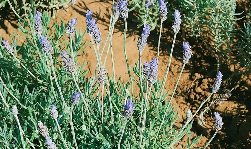 Lavandula dentata 'Americana'