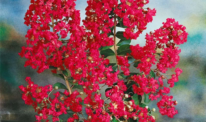 Lagerstroemia indica 'Siren Red'