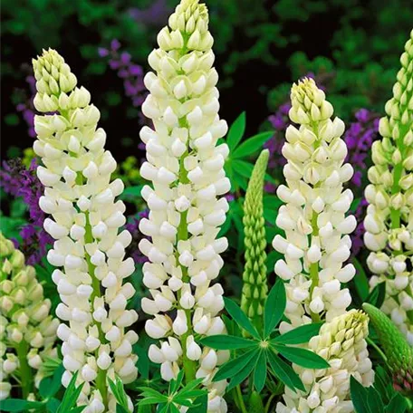 Garten-Lupine 'Noble Maiden'