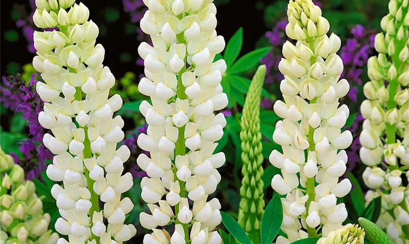 Lupinus polyphyllus 'Noble Maiden'