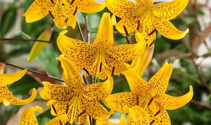 Lilium leichtlinii