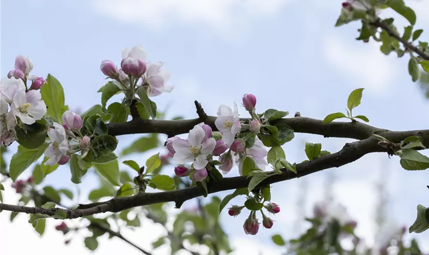 Malus domestica 'Rheinischer Bohnapfel'