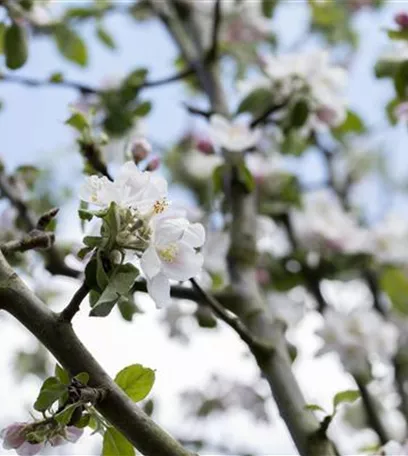 Obstbäume veredeln – frische neue Früchte