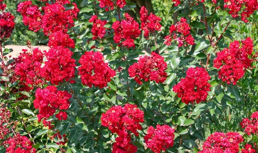 Lagerstroemia indica 'Tightwad Red'