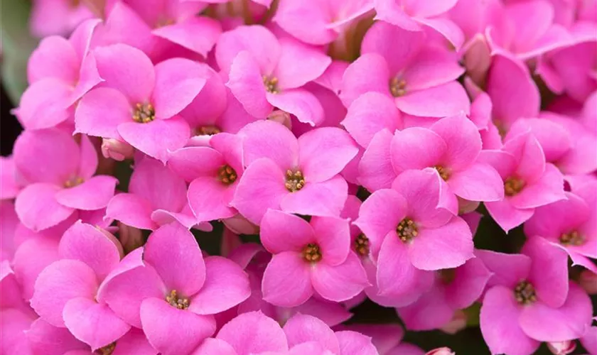 Kalanchoe blossfeldiana 'Castalia'