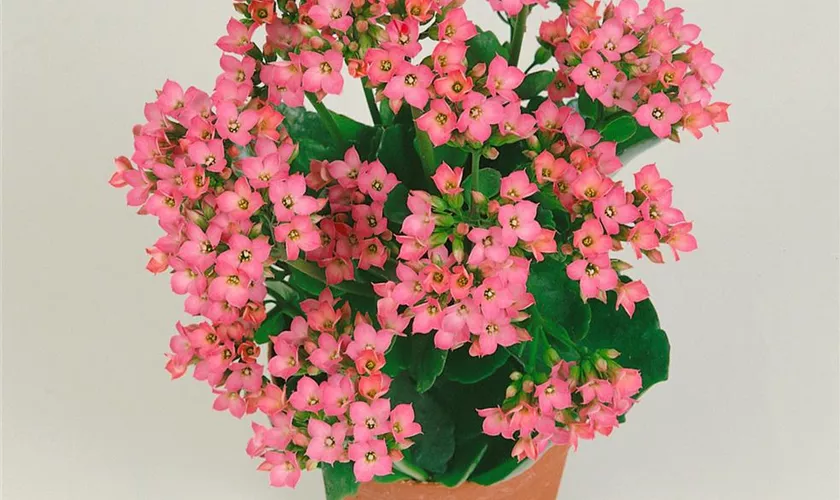 Kalanchoe blossfeldiana 'Stax'