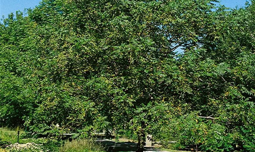 Juglans cinerea