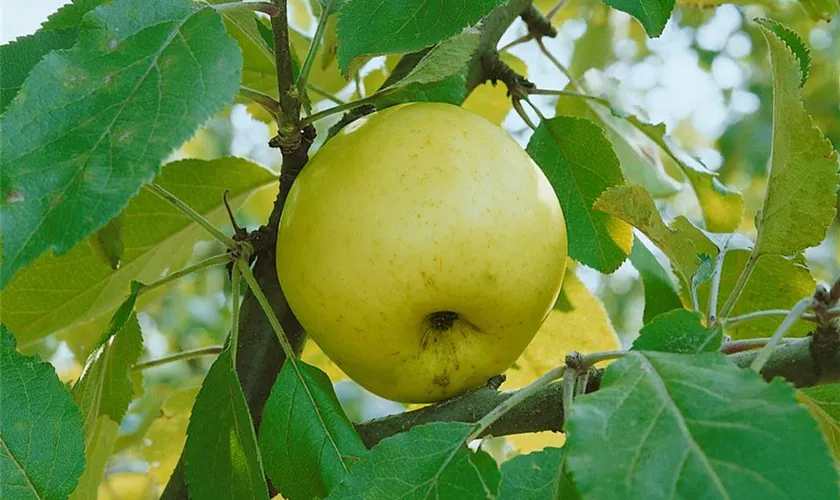 Malus domestica 'Croncels'