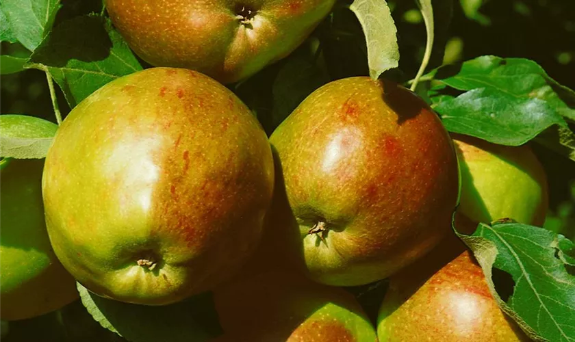 Malus domestica 'Rheinischer Krummstiel'