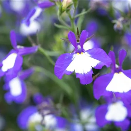 Lobelia erinus Anabel®