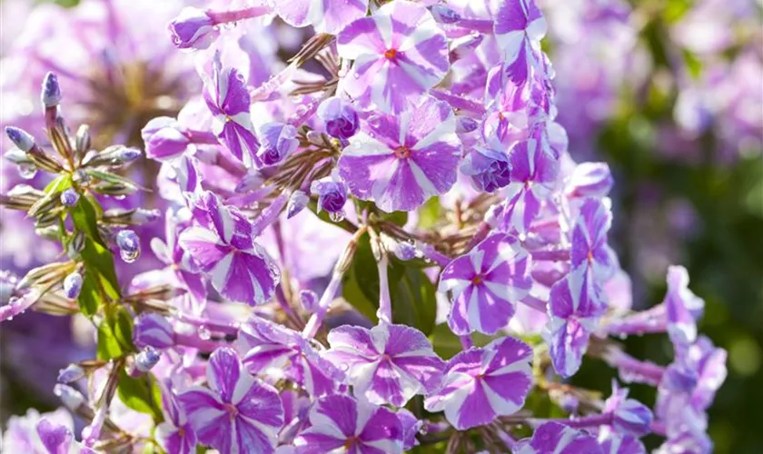 Phlox subulata 'Candy Stripes'