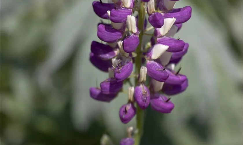 Lupinus polyphyllus 'Russel'