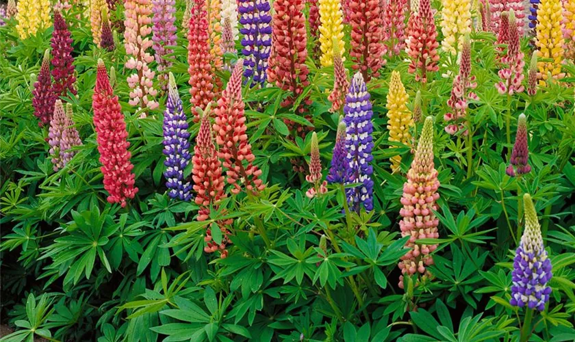 Lupinus polyphyllus 'Tutti Frutti'