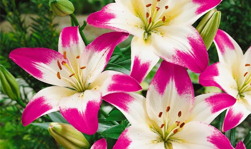 Lilium 'Lollypop'