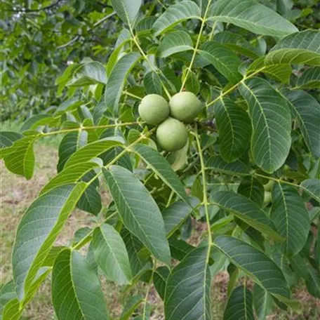 Juglans