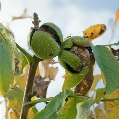 Juglans regia 'Seifersdorfer Runde'