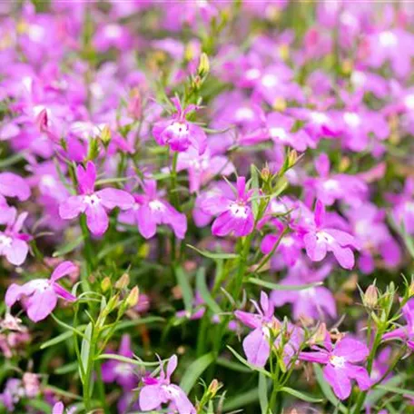 Lobelia erinus 'Bella'