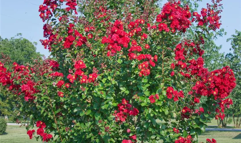 Lagerstroemia indica 'World´s Fair'