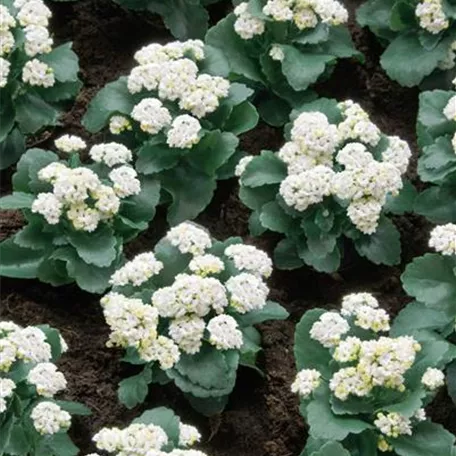 Kalanchoe 'Elsa'