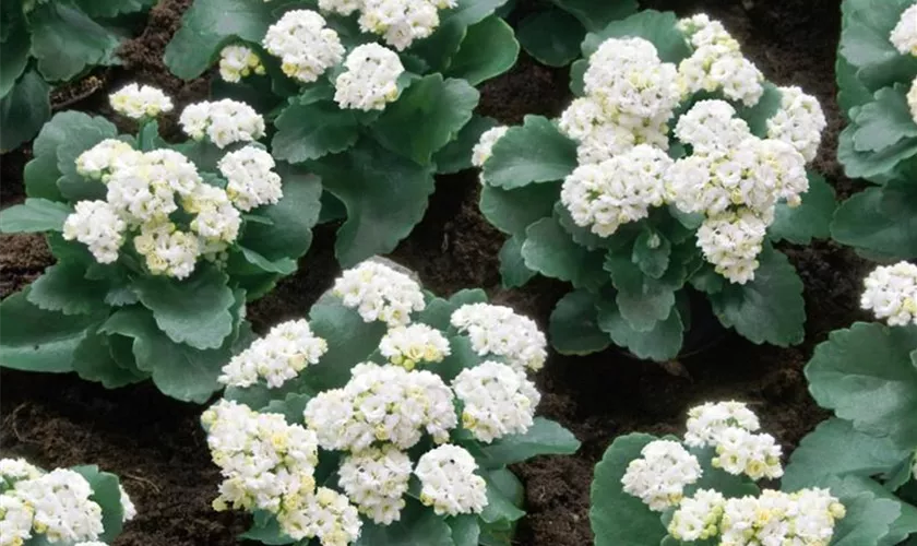 Kalanchoe blossfeldiana 'Elsa'®