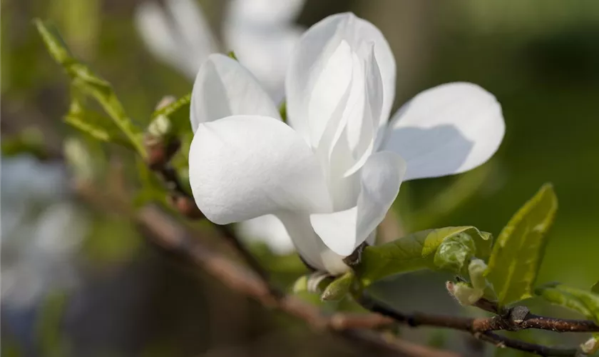 Immergrüne Magnolie 'Victoria'