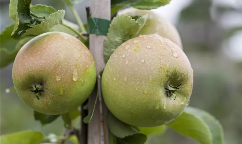 Malus domestica 'Delbard Jubile'