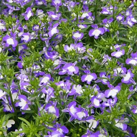 Lobelia erinus 'Big Blue'