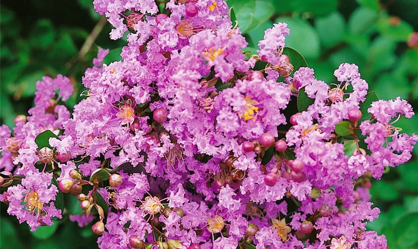 Lagerstroemia 'Plum Magic'