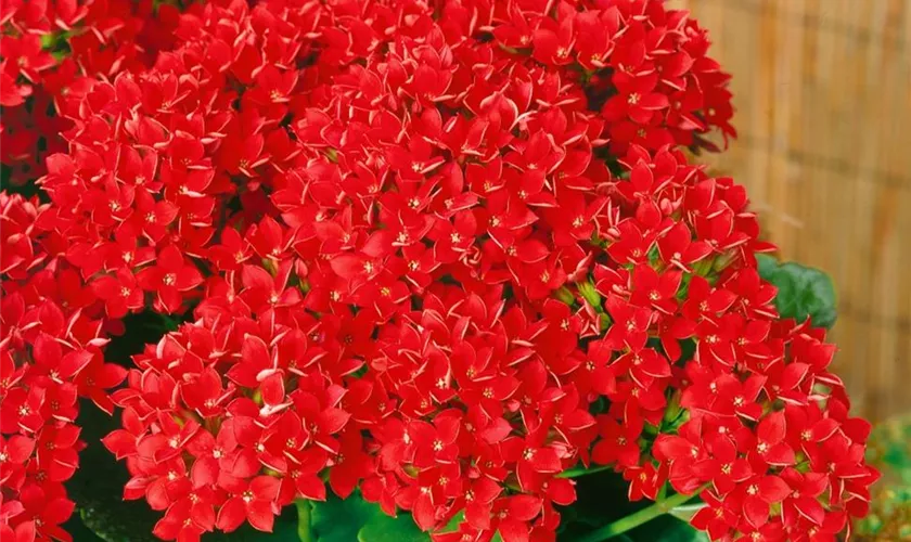 Kalanchoe blossfeldiana 'Forever'