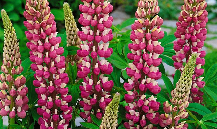 Lupinus polyphyllus 'Tequila Flame'®