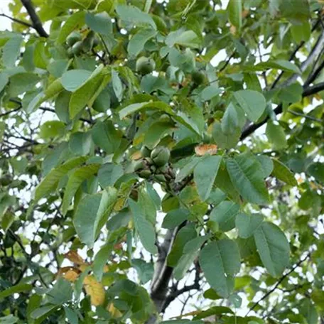 Juglans regia 'Broadview'