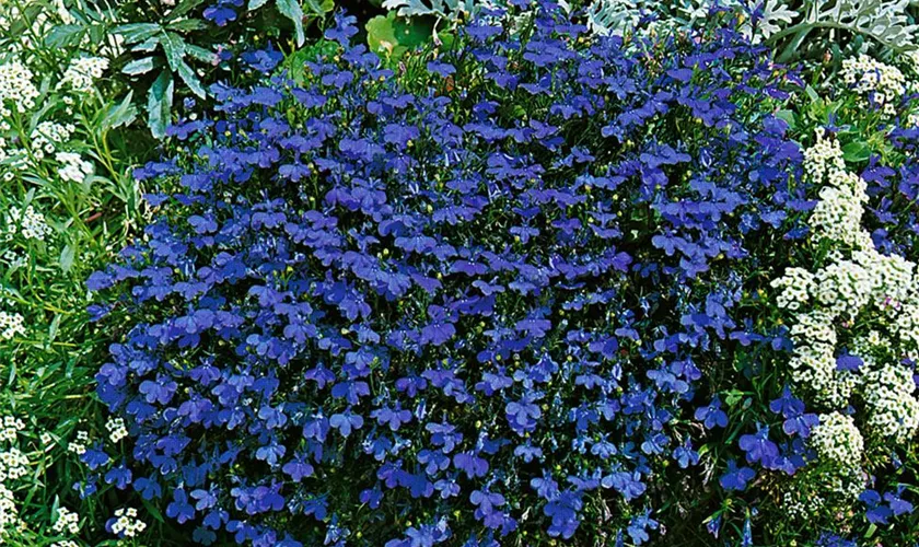 Lobelia erinus 'Blue Moon'