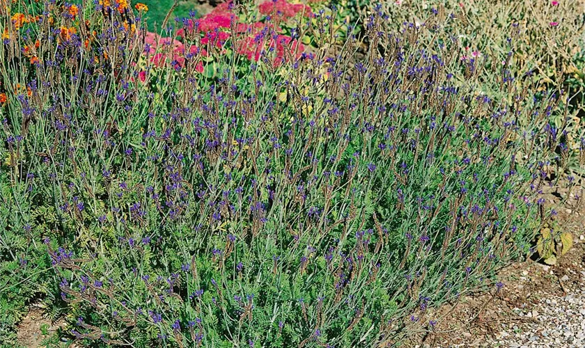 Lavandula multifida 'Blue Wonder'