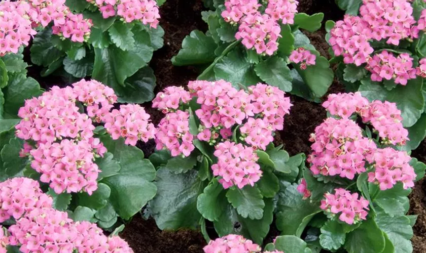 Kalanchoe blossfeldiana 'Gardenlina'