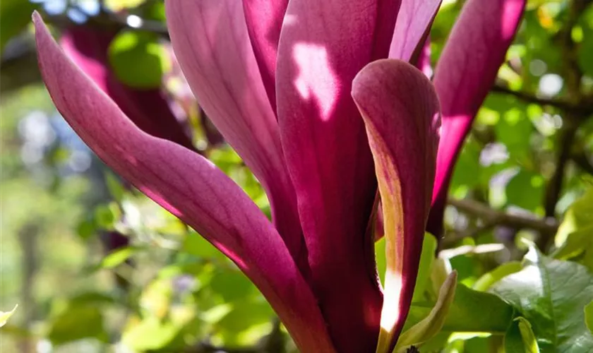 Rote Tulpenmagnolie