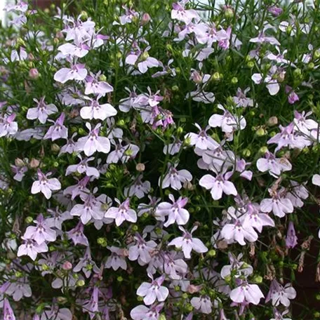 Lobelia erinus 'Laguna Mounding Lavender'