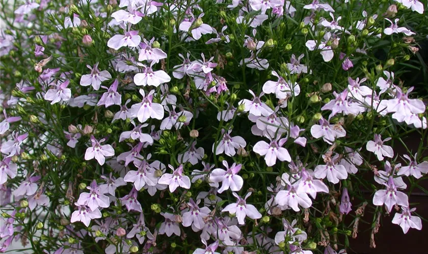 Lobelie 'Laguna Mounding Lavender'