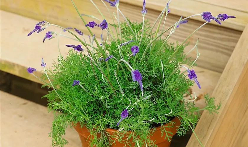 Lavandula pinnata