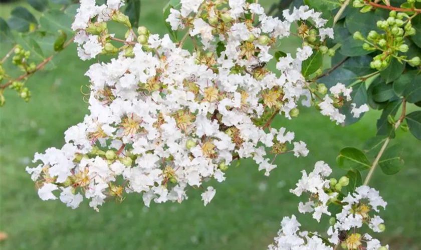 Lagerstroemia x faurieri 'Fantasy'