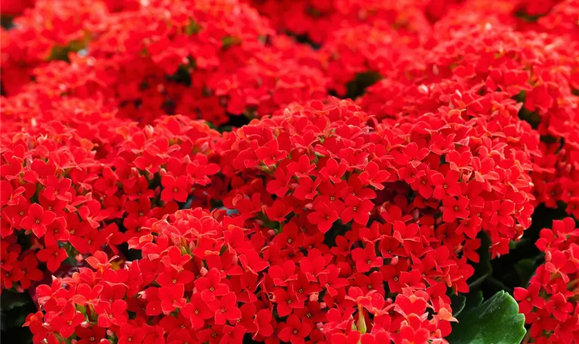 Kalanchoe blossfeldiana 'Lipstick'