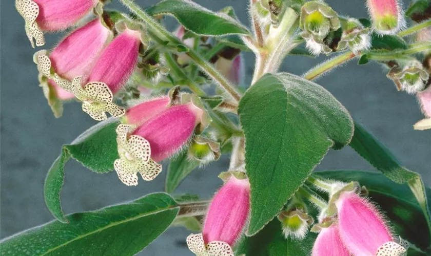 Kohleria amabilis